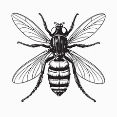 Vector illustration of a wasp bee and fly on a white background