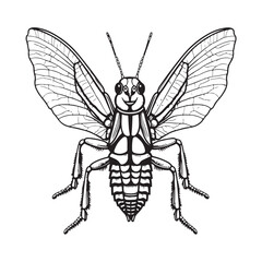 Cicada Outline Pictures . Insect Coloring Vector Art, Icons, and