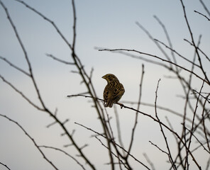 close-up of a Corn bunting (Emberiza calandra) in a winter bush