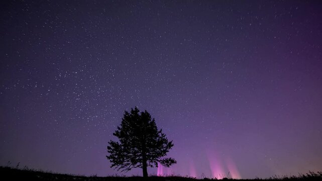 A lone tree silhouetted against a starry night sky, captured from a low-angle perspective, evoking a serene and contemplative video scene. Live desktop wallpaper.