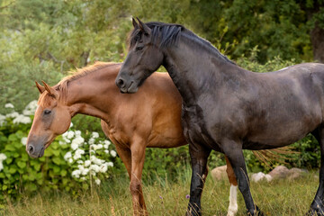 Fototapeta premium The portrait of elegant horses in nature, fine art photography