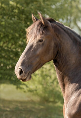 Fototapeta premium The portrait of brown horse clouse up, fine art photography