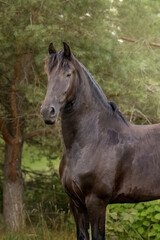 Fototapeta premium The portrait of brown horse clouse up, fine art photography