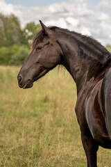Fototapeta premium The portrait of brown horse clouse up, fine art photography
