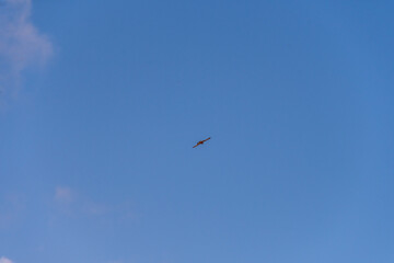 Falco tinnunculus pertenece a la familia Falconidae.