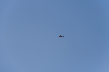 Falco tinnunculus pertenece a la familia Falconidae.