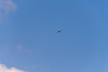 Falco tinnunculus pertenece a la familia Falconidae.