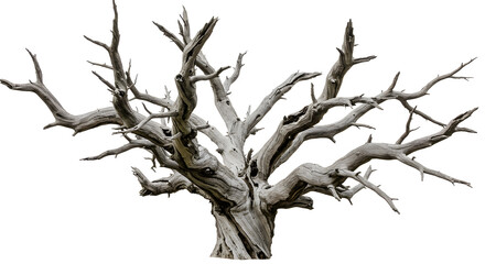 Fototapeta premium Striking bare tree silhouette, a weathered monument against a crisp backdrop
