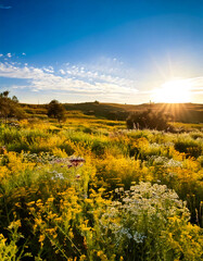 Obraz premium Golden hour illuminates a vibrant wildflower meadow, showcasing natures beauty at sunset.