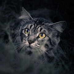 Retrato de gato asilvestrado estilizado