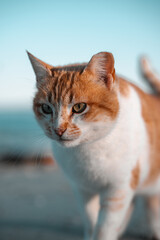 White and ginger cat on a beach at sunset