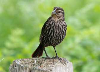 Female red-winged blackbird posing on a fence post