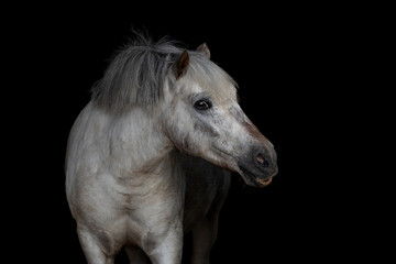 Grey pony in black background, fine art photography