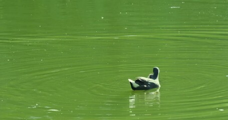 ‎Dusky moorhen with chick swims in lake, feeds it, Gallinula chloropus rail family Rallidae, blackish bird with bright red and yellow beak, breeding season, animal habits in nature