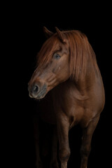 Obraz premium The portrait of majestic brown horse in black background, fine art photography