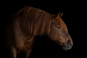 Obraz premium The portrait of majestic brown horse in black background, fine art photography