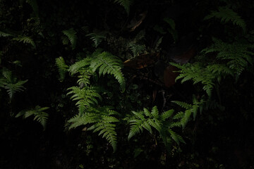 green ferns in a woodland on a dark background 