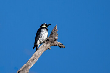 Acorn Woodpecker perched on top of a deadwood tree branch with the Spring blue sky behind