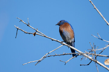 Male Western Bluebird perched on top of a tree branch with the Spring blue sky behind at the Meadows Preserve
