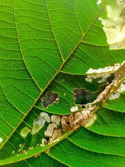 green leaf  close-up background