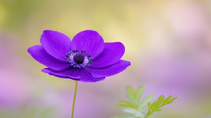 Obraz premium Purple flower close-up with blurred green leaf and flower background