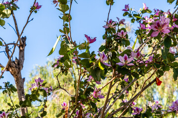 Bauhinia × blakeana pertenece a la familia de Fabaceae.