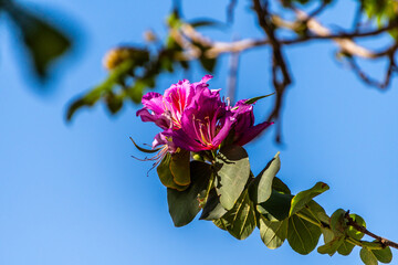 Bauhinia × blakeana pertenece a la familia de Fabaceae.
