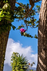 Fototapeta premium Bauhinia × blakeana pertenece a la familia de Fabaceae.
