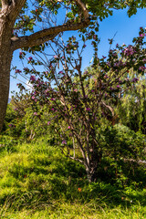Fototapeta premium Bauhinia × blakeana pertenece a la familia de Fabaceae.