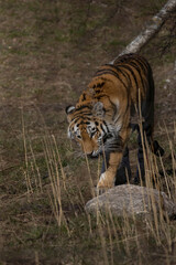 The Siberian tiger  also called Amur tiger.