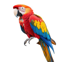 Fototapeta premium Parrot bird exotic feather tropical jungle wildlife color wing beak rainforest animal perch bright nature talking beauty isolated on transparent background, png