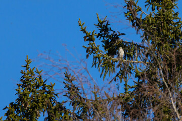 Hawk looking for prey