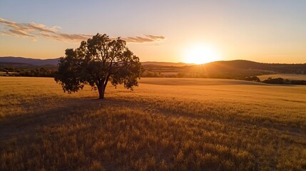 Fototapeta premium Majestic tree silhouetted against golden sunset over vast open fields representing tranquility and natural beauty : Generative AI