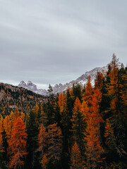 Colorful Autumn Forest with Mountain Peaks