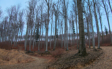 Bare forest trees in late autumn with a winding dirt path. A tranquil, minimalist landscape under a pale blue sky. Perfect for nature and seasonal themes.