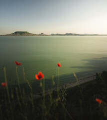 View on lake Balaton with poppies