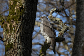  Northern Goshawk (Accipiter gentilis).Early spring