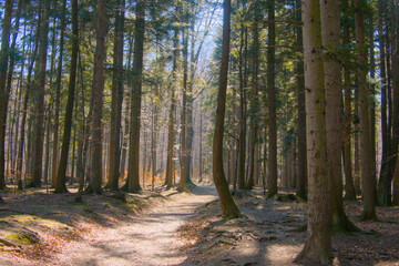 Serene early spring forest landscape bathed in warm sunlight. Features lush greenery and tall trees, capturing the peaceful beauty of nature awakening from winter.
