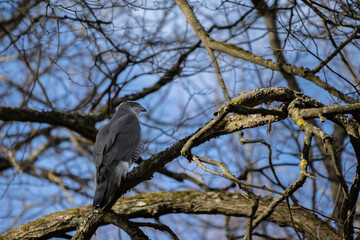  Northern Goshawk (Accipiter gentilis).Early spring