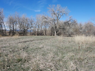 Prairie and trees in early spring, Colorado