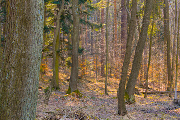 Serene early spring forest landscape bathed in warm sunlight. Features lush greenery and tall...