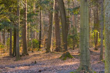 Serene early spring forest landscape bathed in warm sunlight. Features lush greenery and tall trees, capturing the peaceful beauty of nature awakening from winter.