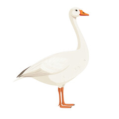 Obraz premium Goose white bird domestic animal elegant long neck waterfowl nature farm avian feather wild wildlife natural pond isolated on transparent background, png