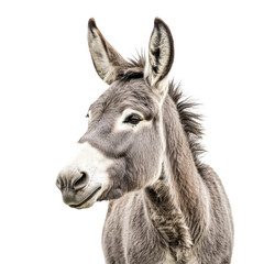 Obraz premium Donkey livestock mammal countryside animal transportation fur pasture agriculture pet pack rural domestic beast nature hoof wilderness farming desert isolated on transparent background, png