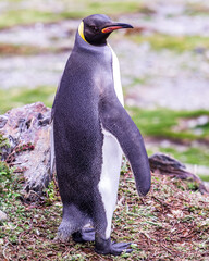 photographing kin penguins and chicks Fortuna Bay South Georgia