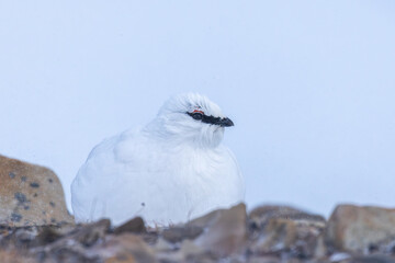 Svalbard ptarmigan closeup near Longyearbyen