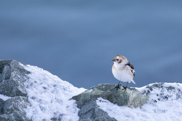 a snow bunting (in German: Schneeammer, Latin: Plectrophenax nivalis) on a rock against with blue water in the background