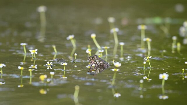 Green Toad (Bufotes viridis) at the Lake in the Wild with a Beautiful Floral Background Slow motion. Close-up.