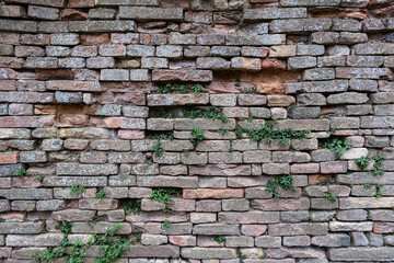 old brick wall from which plants grow