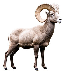 Bighorn sheep ram isolated on transparent background